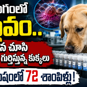 Cancer Detection Revolution: Dogs Identify Cancer in Seconds Cancer Detection Revolution: Dogs Identify Cancer in Seconds
