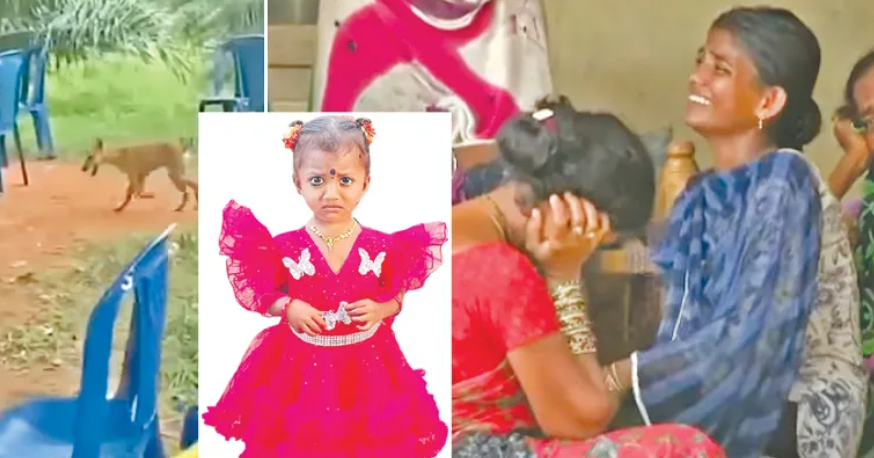 Missing Toddler Mystery in Kakinada | Police Attach GPS Tracker to Dog in Search Operation Missing Toddler Mystery in Kakinada | Police Attach GPS Tracker to Dog in Search Operation