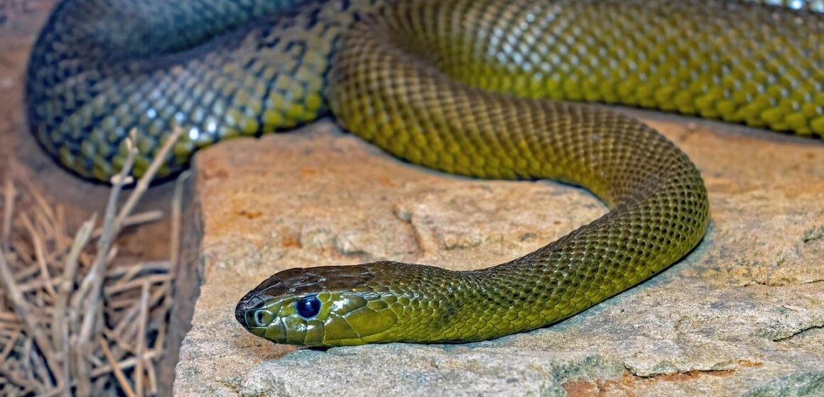 snake 2 ప్రపంచంలోనే అత్యంత విషపూరితమైన పాము ఇదే... రంగులు కూడా మార్చుతుంది!