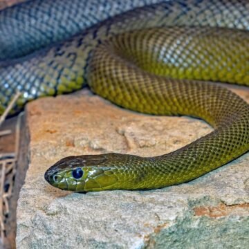 snake 2 ప్రపంచంలోనే అత్యంత విషపూరితమైన పాము ఇదే... రంగులు కూడా మార్చుతుంది!