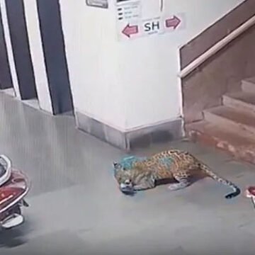 tiger Leopard Spotted on IIT Campus : ఐఐటీ క్యాంపస్లో చిరుతపులి.. సీసీటీవీలో రికార్డయిన దృశ్యాలు..