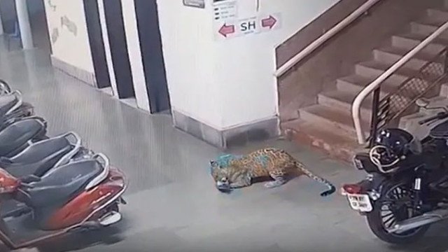 tiger Leopard Spotted on IIT Campus : ఐఐటీ క్యాంపస్లో చిరుతపులి.. సీసీటీవీలో రికార్డయిన దృశ్యాలు..