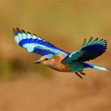 palapitta palapitta