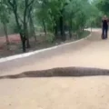 python