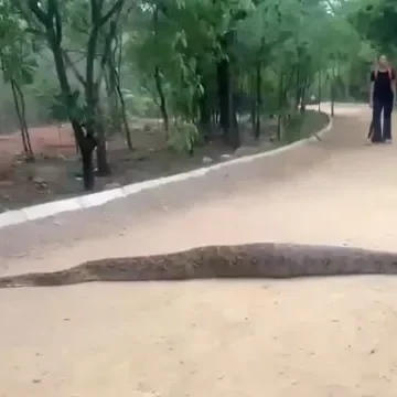 python python