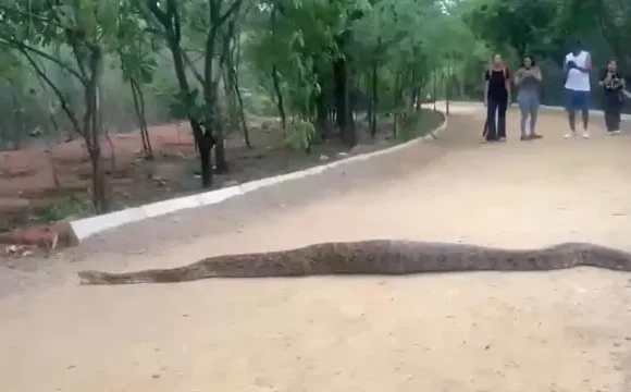 python python
