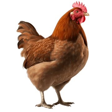 chicken chicken