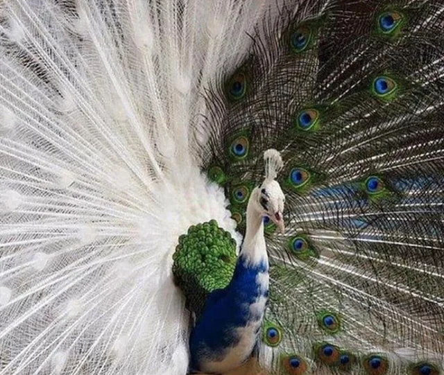 peacock