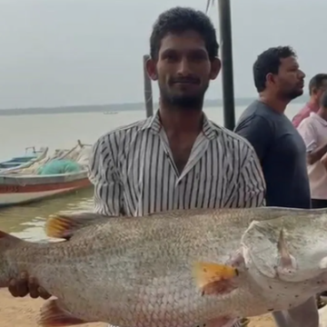 Godavari Fishermen Lucky Catch Godavari Fishermen Lucky Catch: వలలో చిక్కిన 23 కేజీల “పండుగప్ప”వేలంలో కళ్లుచెదిరే రేటు!