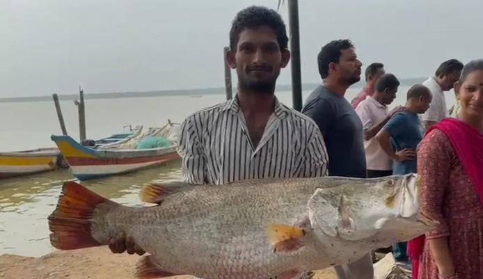 Godavari Fishermen Lucky Catch Godavari Fishermen Lucky Catch: వలలో చిక్కిన 23 కేజీల “పండుగప్ప”వేలంలో కళ్లుచెదిరే రేటు!