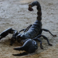 Scorpion Venom Worth ₹80 Crore Per Litre: లీటర్‌కు రూ.80 కోట్లు.. తేలు విషం రహస్యం ఇదే! ప్రాణాంతకమైన వ్యాధికి విషంతో విరుగుడు!