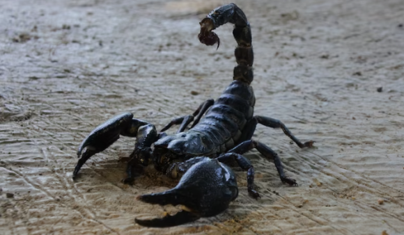 Scorpion Venom Worth ₹80 Crore Per Litre: లీటర్‌కు రూ.80 కోట్లు.. తేలు విషం రహస్యం ఇదే! ప్రాణాంతకమైన వ్యాధికి విషంతో విరుగుడు!