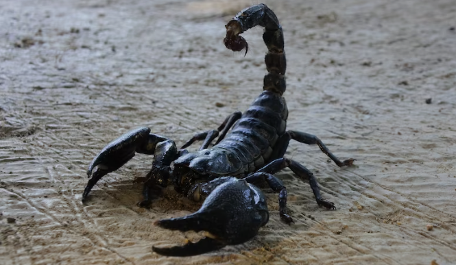 Scorpion Venom Scorpion Venom Worth ₹80 Crore Per Litre: లీటర్కు రూ.80 కోట్లు.. తేలు విషం రహస్యం ఇదే! ప్రాణాంతకమైన వ్యాధికి విషంతో విరుగుడు!